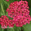 Achillea millefolium 