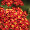 Achillea millefolium 