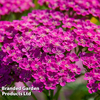 Achillea millefolium 