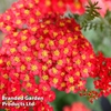 Achillea millefolium 