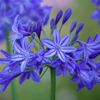 Agapanthus 