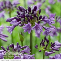 Agapanthus 