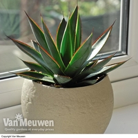 Agave 