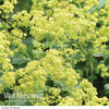 Alchemilla mollis