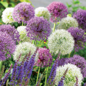 Allium Big Impact Mix - 40 bulbs