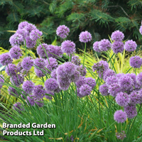 Allium 
