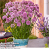 Allium 