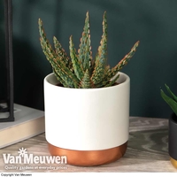 Aloe zebrina 