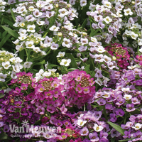 Alyssum 