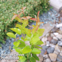 Amelanchier 