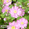 Anemone hupehensis 