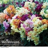 Antirrhinum 