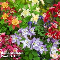 Aquilegia caerulea 