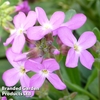 Arabis blepharophylla 