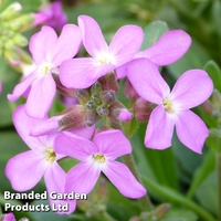 Arabis blepharophylla 