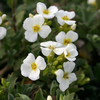 Arabis caucasica 