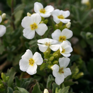 Arabis caucasica 
