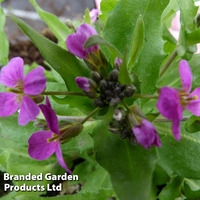 Arabis caucasica 
