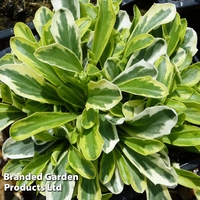 Arabis ferdinandi-coburgi 
