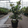 Arbutus unedo 