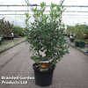 Arbutus unedo 