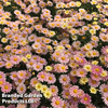 Argyranthemum 