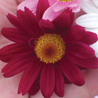 Argyranthemum 