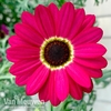 Argyranthemum 