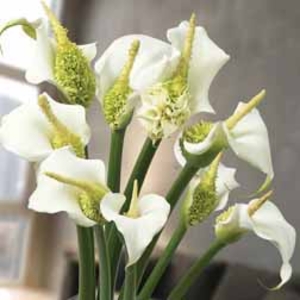 Arum Lily White Swan - 2 bareroot plants