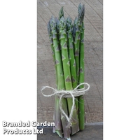 Asparagus 