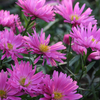Aster novi belgii 