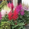 Astilbe Music Series - 10 bareroot plants - 2 of each variety