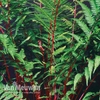 Athyrium niponicum var. pictum 