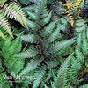 Athyrium niponicum var. pictum 