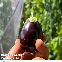 Aubergine 