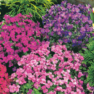 Aubrieta Mixed (Garden Ready) - 6 aubrieta garden ready plug plants