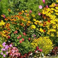Bedding Plant Mix - 144 plug plants