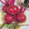 Beetroot 