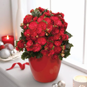 Begonia Grace - Christmas Gift - 1 x Begonia Grace
