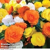 Begonia 