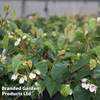 Begonia 