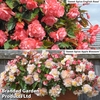 Begonia 