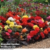 Begonia x tuberhybrida 