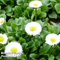 Bellis perennis 