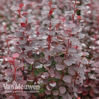 Berberis 