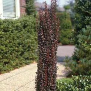Berberis thunbergii f. atropurpurea Helmond Pillar - 2 plants in 9cm pots