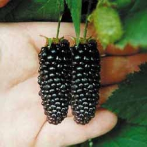 Blackberry Karaka Black - 1 plant in 9cm pot