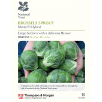 Brussels Sprout 