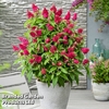 Buddleja 