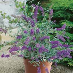 Buddleja Buzz 